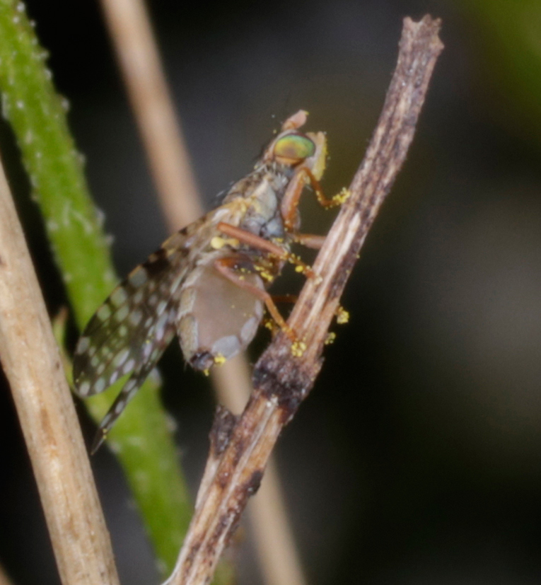 Tephritidae: Dioxyna bidentis, femmina